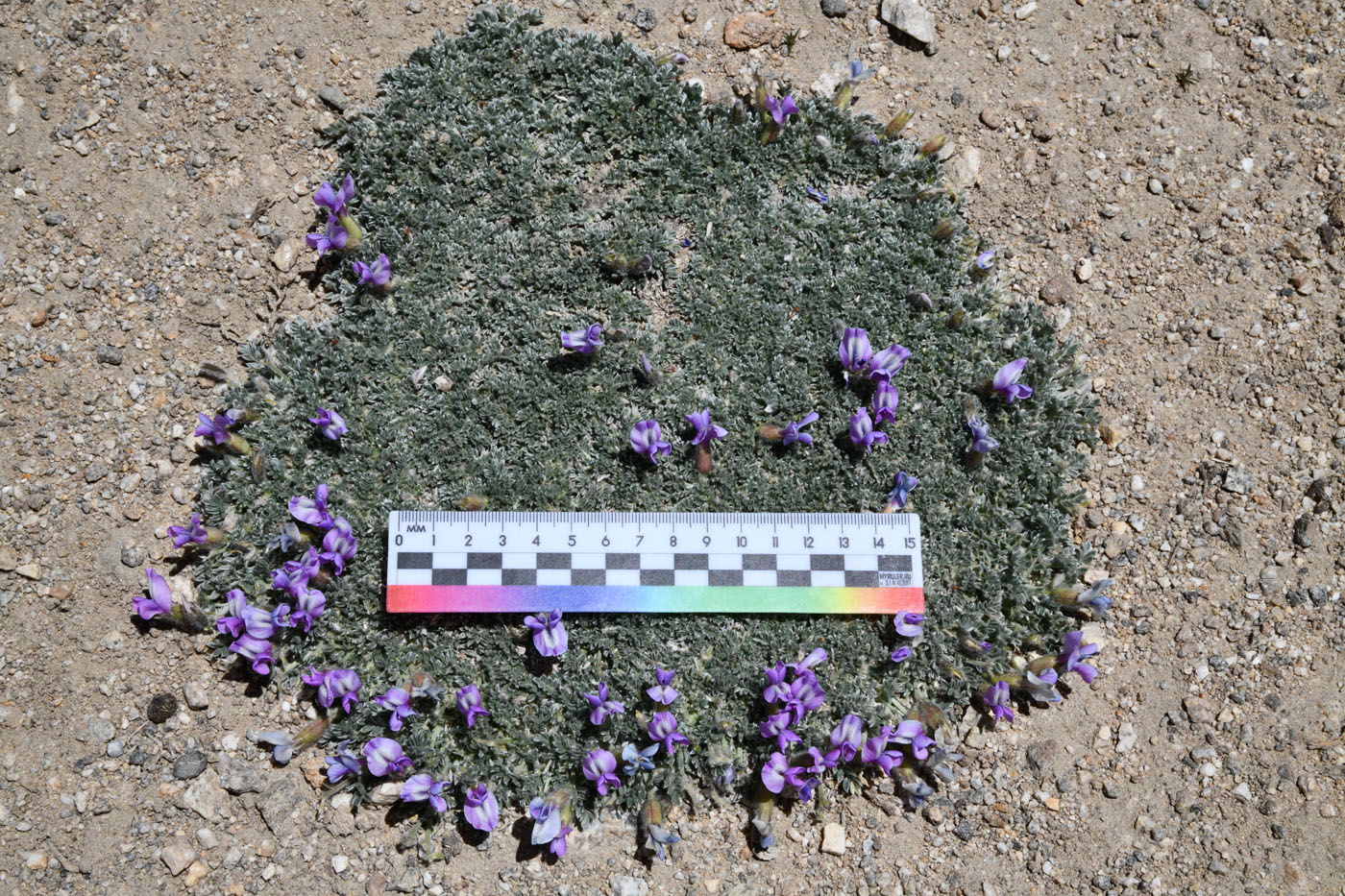 Image of genus Oxytropis specimen.