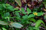 Hypericum xylosteifolium. Верхушки побегов с цветком и незрелыми плодами. Грузия, Аджария, Батумский ботанический сад, на склоне под деревьями. 16.06.2023.