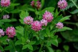 Trifolium hybridum. Соцветия. Московская обл., окр. г. Железнодорожный, долина р. Чёрная, залежь. 16.06.2024.