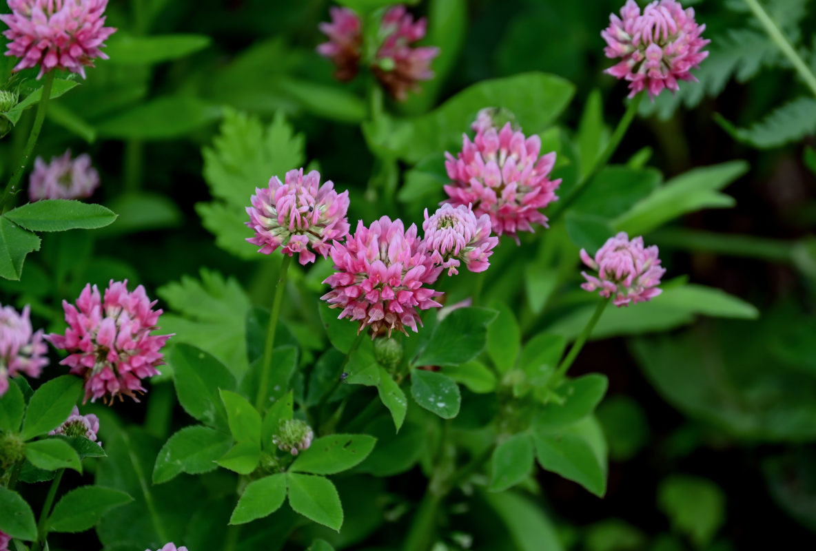 Изображение особи Trifolium hybridum.