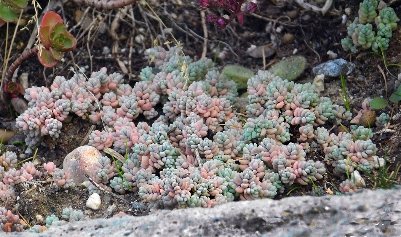 Изображение особи Sedum dasyphyllum.