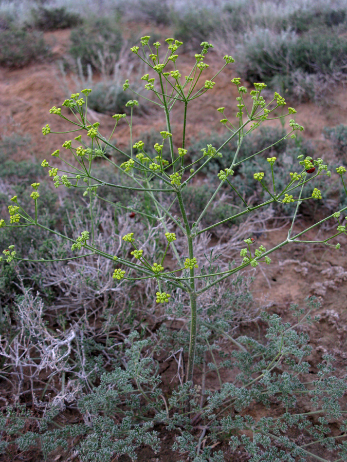 Image of Prangos odontalgica specimen.