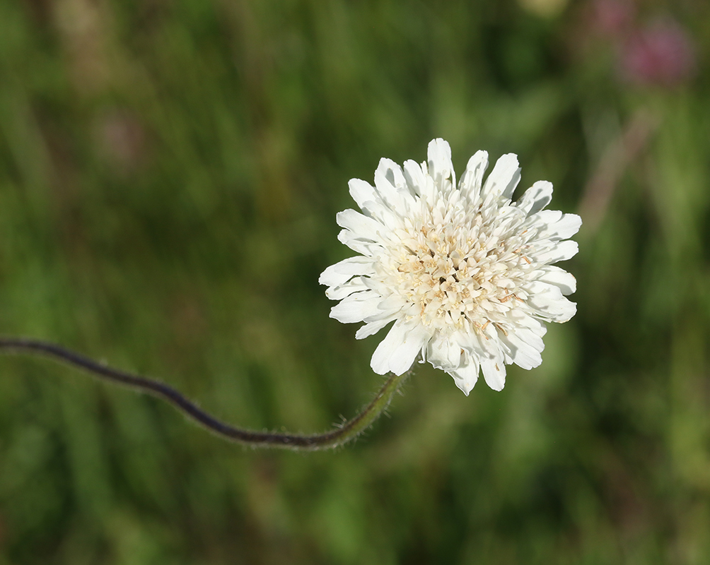 Image of Knautia montana specimen.