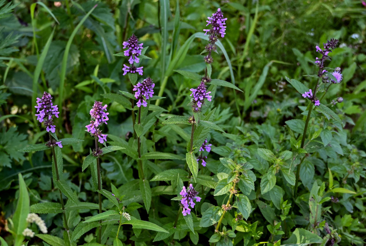 Изображение особи Stachys palustris.