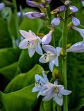 Hosta albomarginata. Часть соцветия. Костромская обл., г. Кострома, в культуре. 29.06.2024.