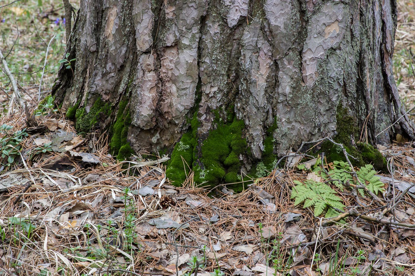 Image of class Bryopsida specimen.