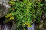 Sedum bulbiferum