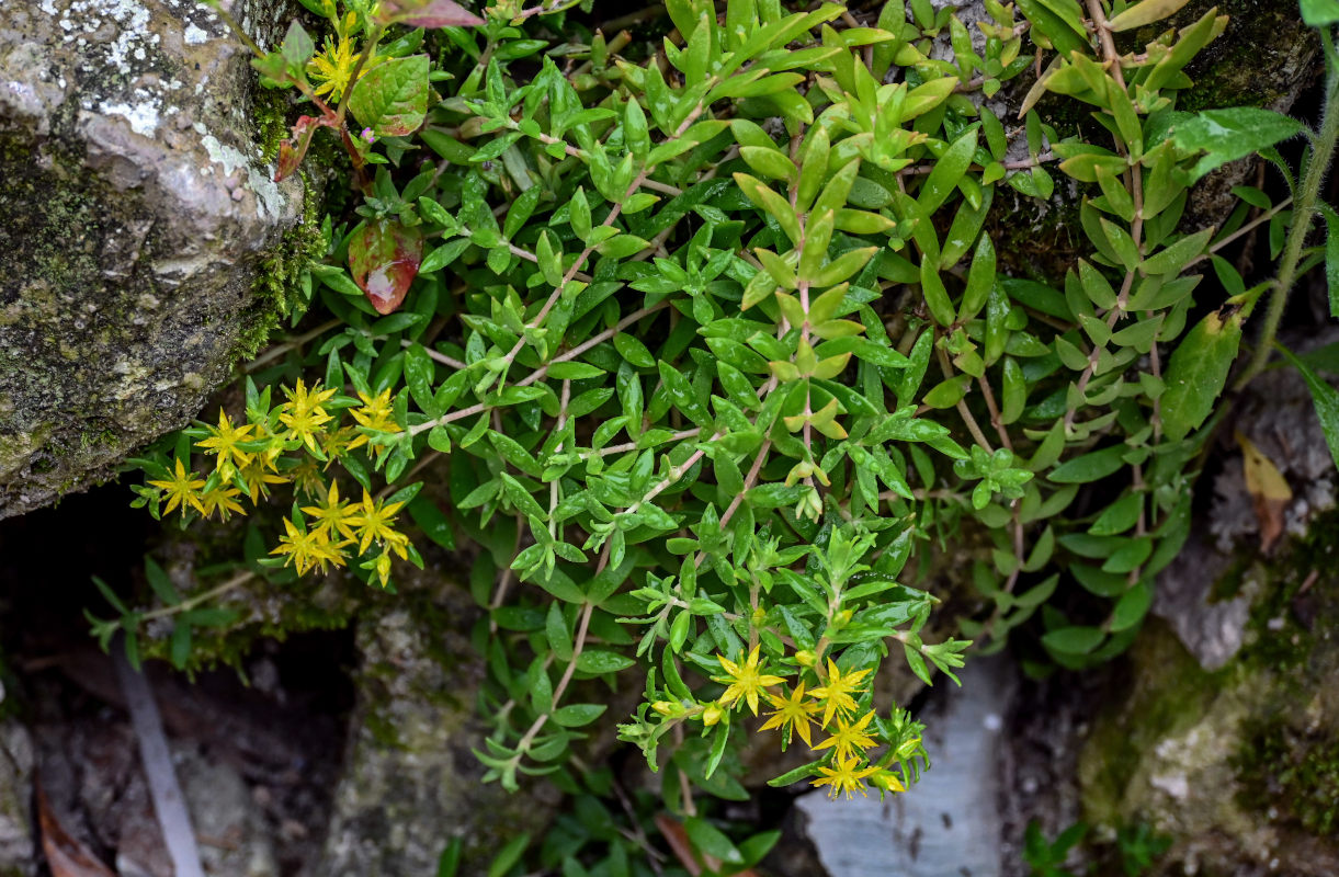 Изображение особи Sedum bulbiferum.