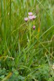 Erigeron подвид botschantzevii