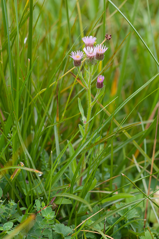 Изображение особи Erigeron acris ssp. botschantzevii.