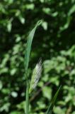 familia Poaceae. Верхушка плодоносящего растения. Грузия, Самцхе-Джавахети, окр. церкви Серафима Саровского, правый борт Боржомского ущелья, смешанный лес. 28 мая 2018 г.