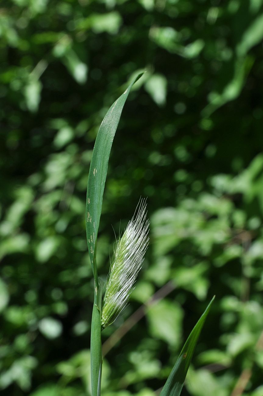 Изображение особи семейство Poaceae.