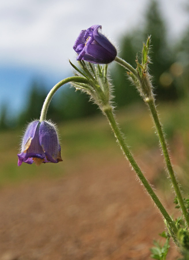 Image of Pulsatilla campanella specimen.