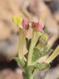 Scutellaria adenostegia
