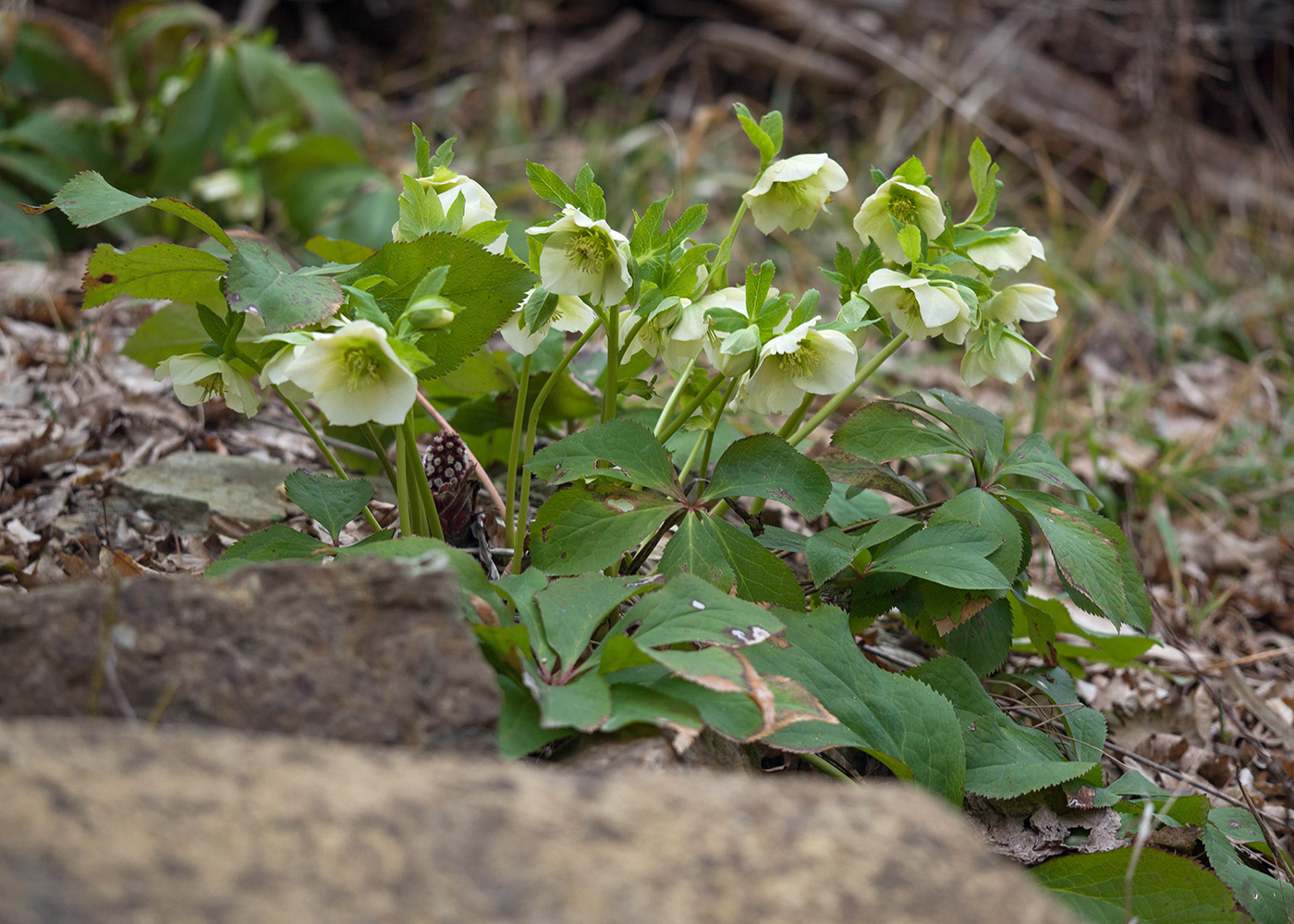 Image of Helleborus caucasicus specimen.
