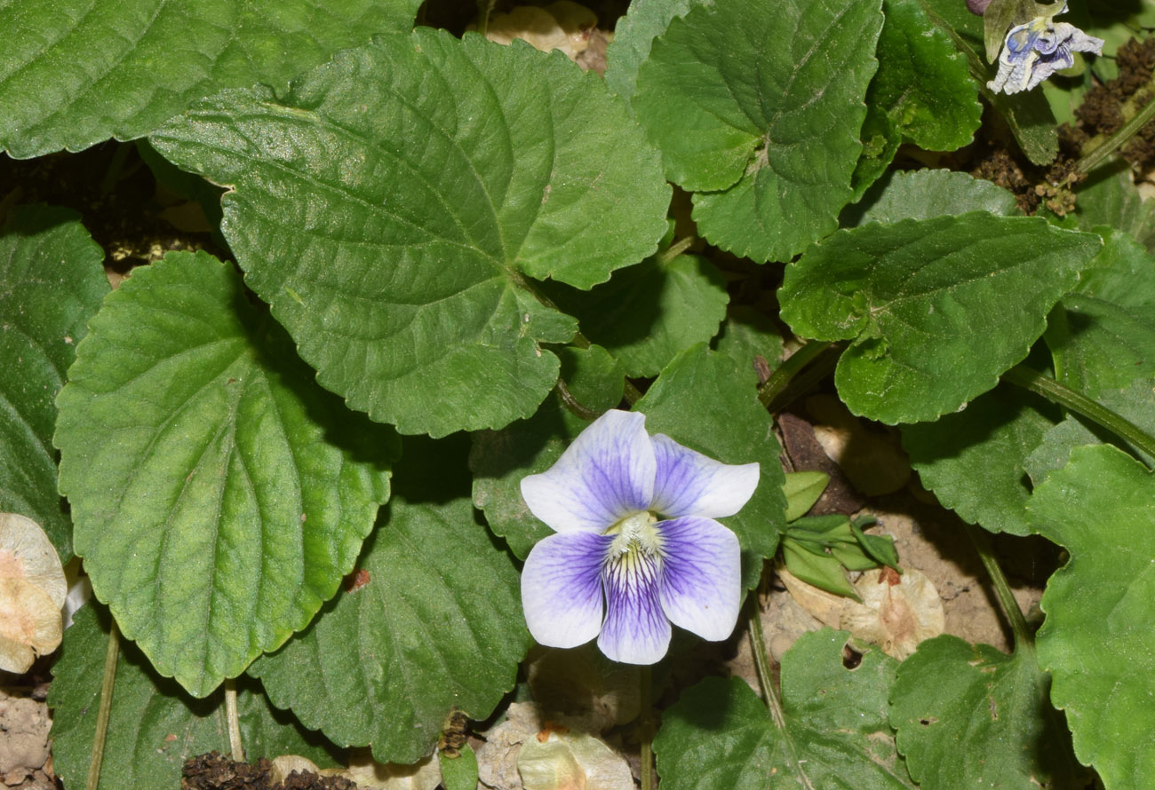 Image of Viola sororia specimen.