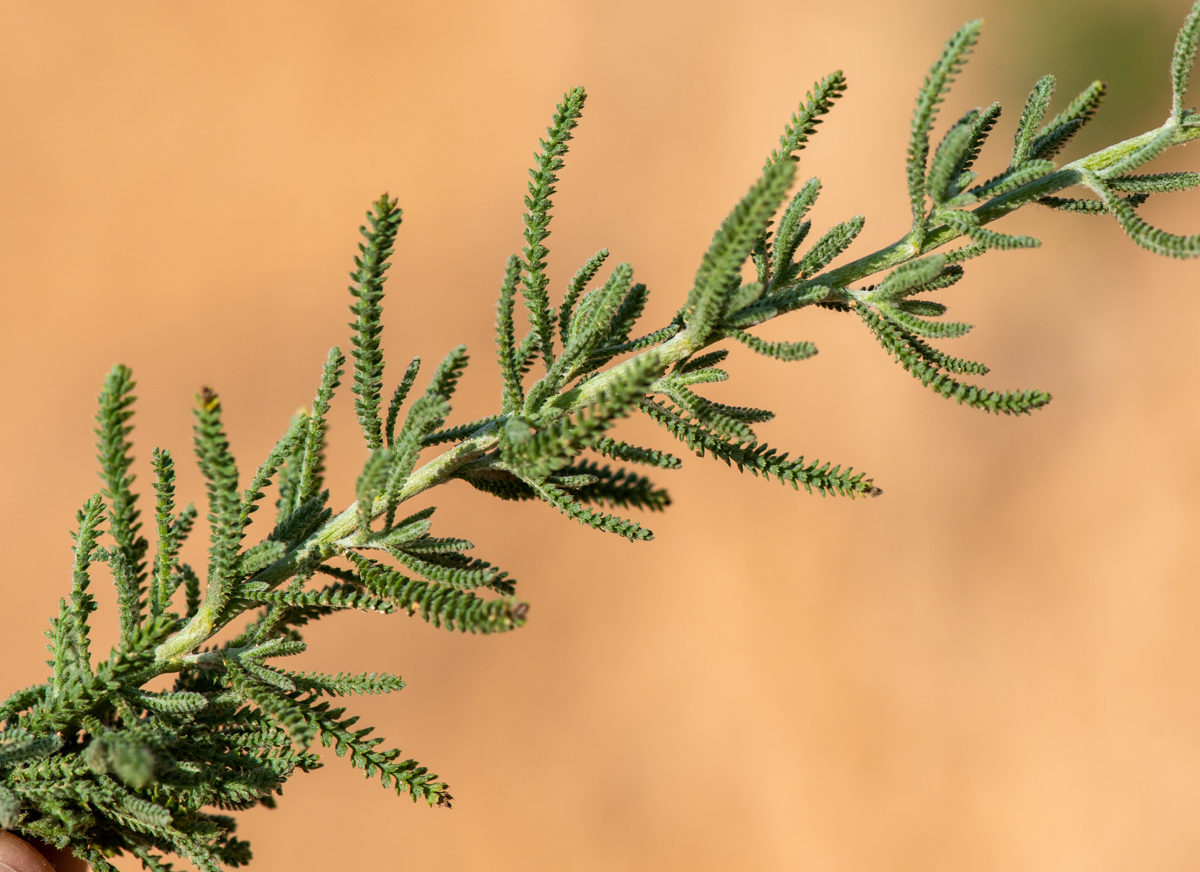 Image of genus Achillea specimen.