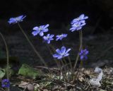 Смотреть изображение Hepatica nobilis