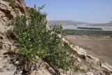 View full-size image Zygophyllum gontscharovii