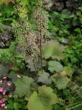 View full-size image Heuchera × hybrida
