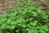 View full-size image Scopolia caucasica