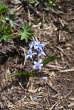 View full-size image Scilla bifolia