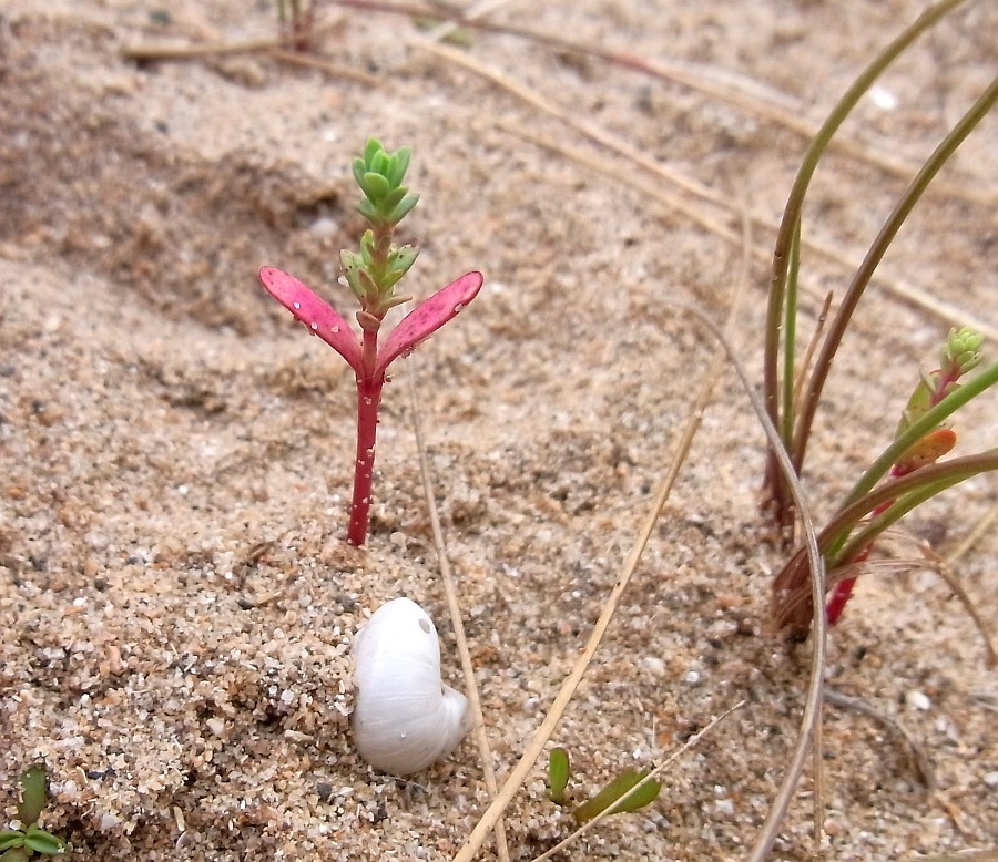 Image of Euphorbia paralias specimen.