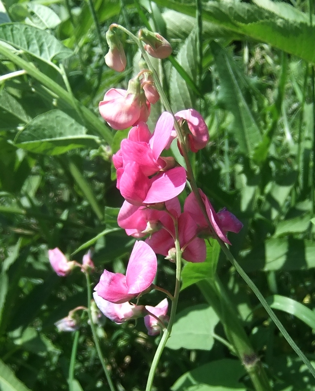 Image of Lathyrus tuberosus specimen.