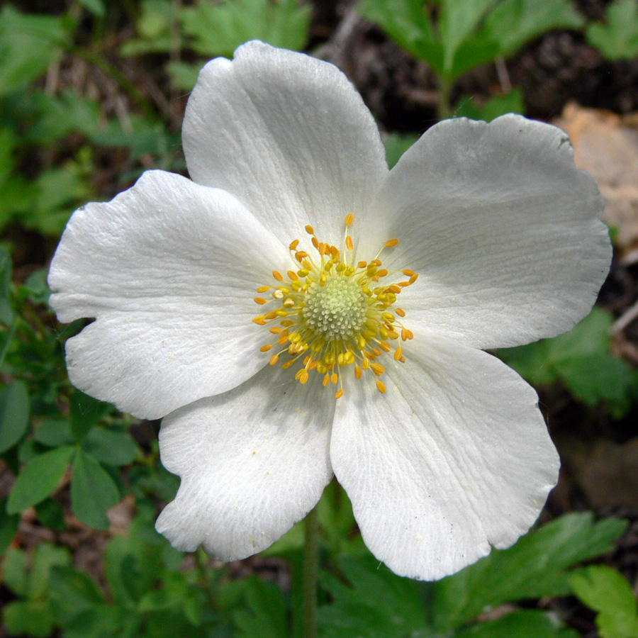 Image of Anemone sylvestris specimen.