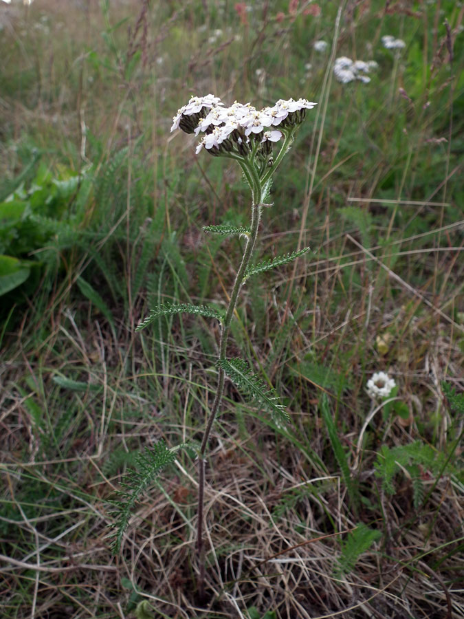 Image of Achillea apiculata specimen.