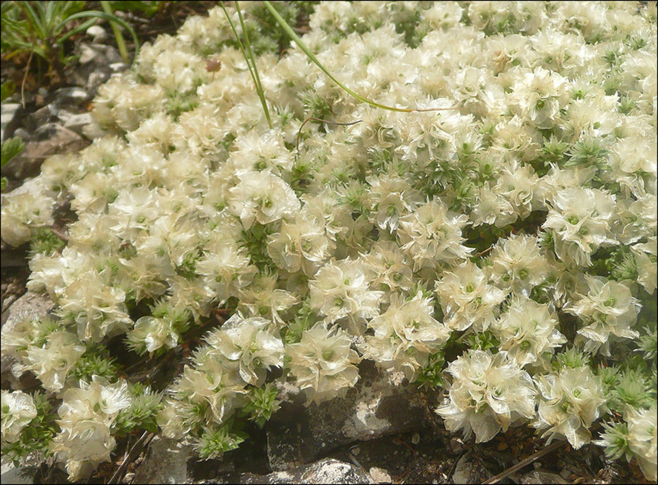 Изображение особи Paronychia cephalotes.