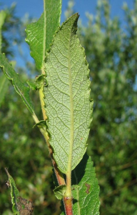 Image of Salix &times; tetrapla specimen.