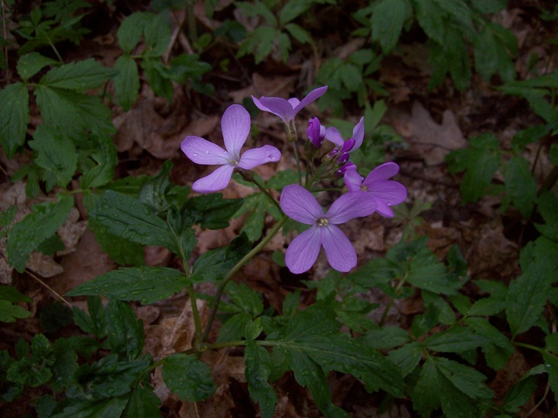 Image of Cardamine quinquefolia specimen.