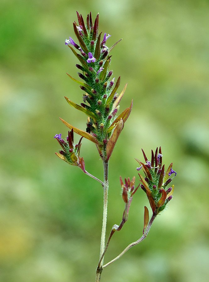 Image of Ziziphora tenuior specimen.