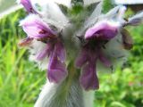 Stachys byzantina