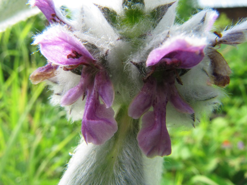 Изображение особи Stachys byzantina.