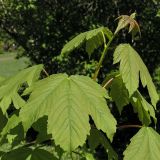 Acer pseudoplatanus