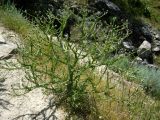 Cousinia oxiana. Цветущее растение. Копетдаг, Чули. Май 2011 г.