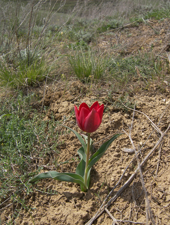 Image of Tulipa suaveolens specimen.