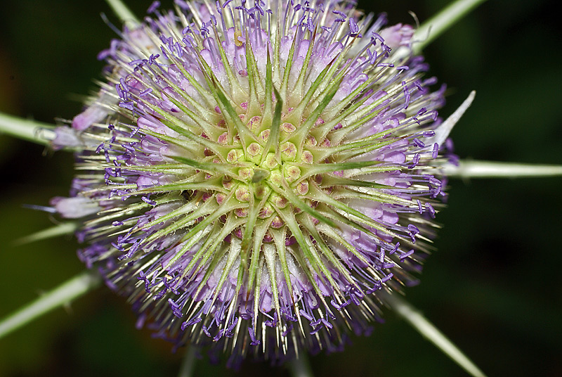 Image of Dipsacus fullonum specimen.