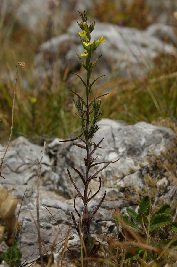 Image of Macrosyringion glutinosum specimen.