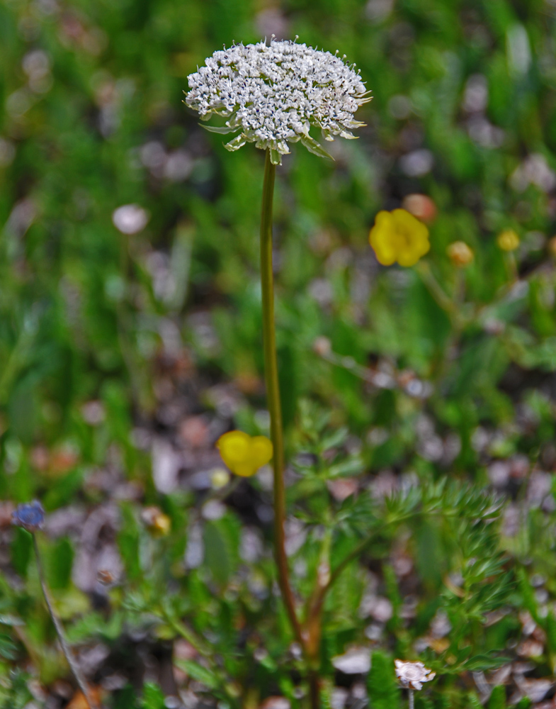 Изображение особи Pachypleurum alpinum.