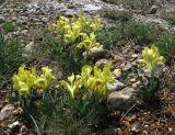 Iris pumila. Цветущие растения. Крым, Байдарская яйла, южный склон. 26 апреля 2012 г.