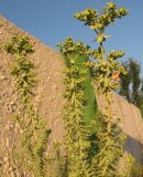 Euphorbia paralias. Плодоносящее растение. Абхазия, пос. Цандрипш, песчаный берег Черного моря, у забора. 20.08.2011.