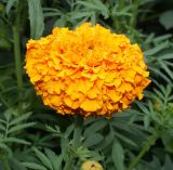 Tagetes erecta. Соцветие (махровая форма). Московская обл., Раменский р-н, окр. дер. Хрипань, садовый участок. 27.07.2007.