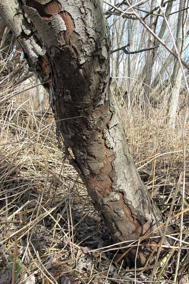 Image of Salix myrsinifolia specimen.