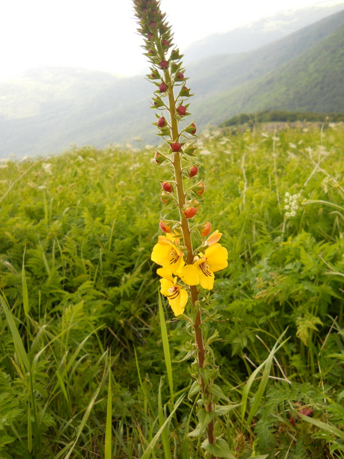 Изображение особи Verbascum spectabile.