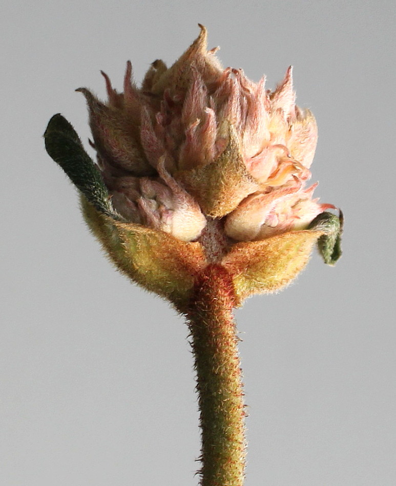 Image of Hydrangea aspera specimen.