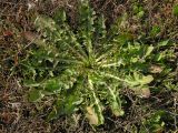 Taraxacum bessarabicum. Розетка прикорневых листьев. Саратовская обл., Саратовский р-н, солончак. 8 июля 2012 г.