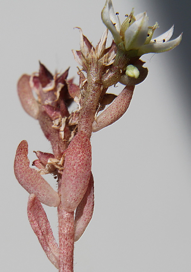 Image of Sedum hispanicum specimen.